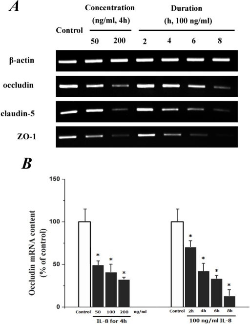 The Effect Of Il 8 On Occludin Claudin 5 And Zo 1 Mrna Open I