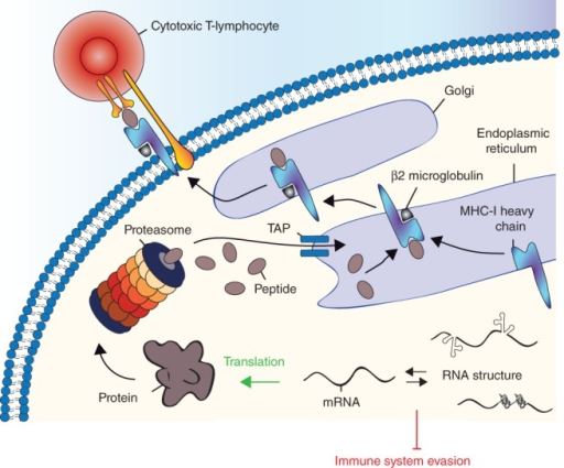 The MHC Class I Antigen Presentation Pathway. Once Tran | Open-i