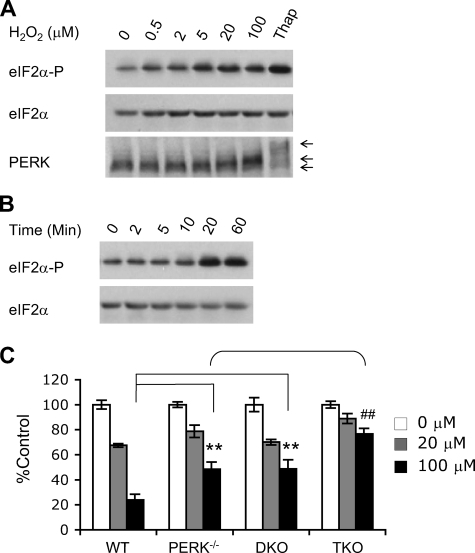 Role of eIF2α kinases in H2O2-induced eIF2α phosphory | Open-i