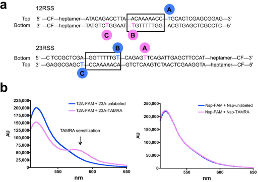 Detection of nonamer synapsis using FRET. (a) Diagram s | Open-i