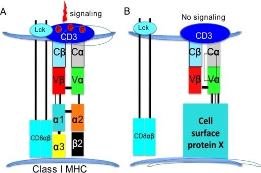 The requirement for CD4 or CD8 binding to MHC ensures t | Open-i