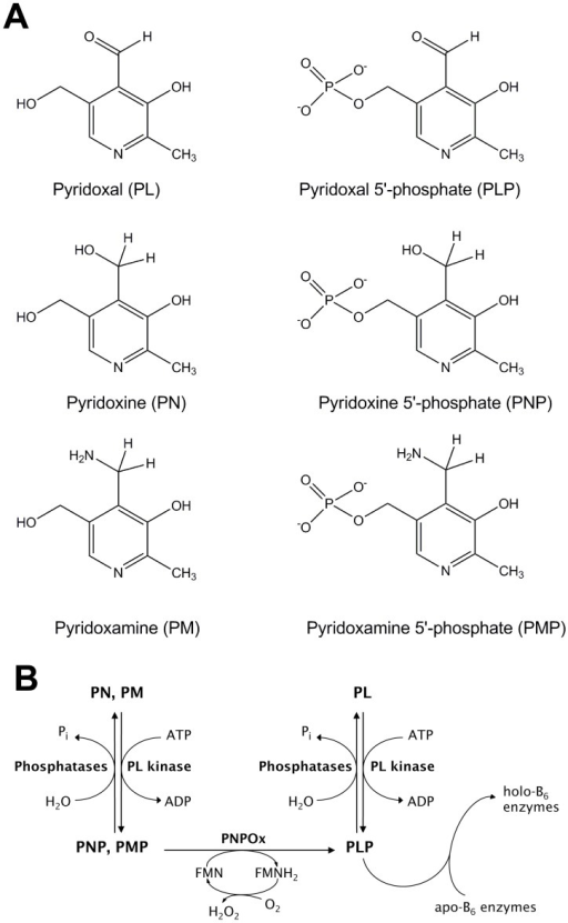 (A) Structures Of B6 Vitamers. (B) Reactions In Vitamin | Open-i