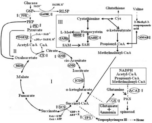 Integrated proteome data onto a simplified metabolic ne | Open-i