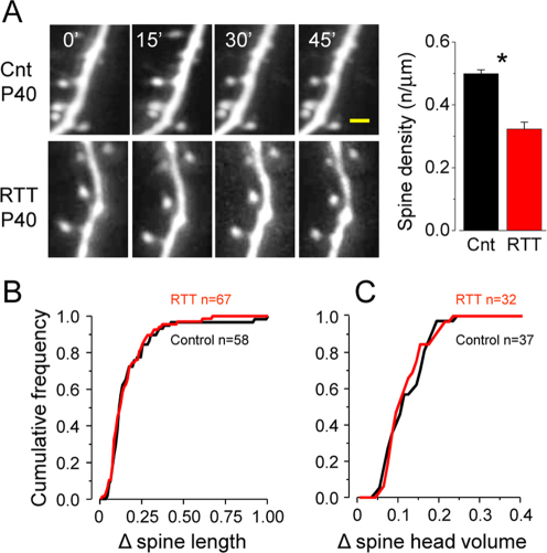 No Differences In Spine Dynamics In Older Mice P40 Open I