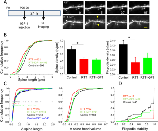 Igf 1 Treatment Restores Spine Dynamics In Rtt Mice A Open I