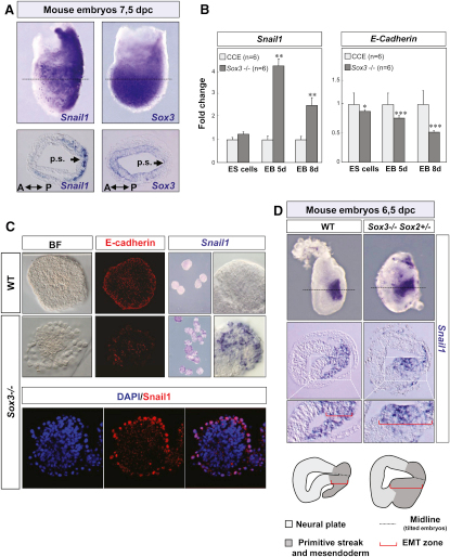 The Antagonistic Relationship between Sox3 and Snail Fa | Open-i