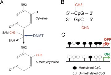 CpG Methylation. (A) Mechanism Of DNA Methylation. (B) | Open-i