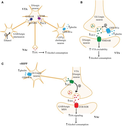 Ghrelin signaling and alcohol consumption. (A) One mech | Open-i