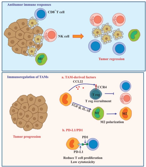 TAMs induce immune dysfunction and enhance tumor progre | Open-i