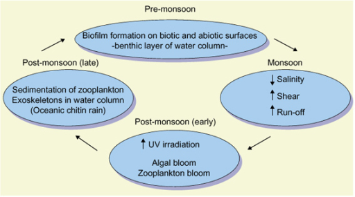 The environmental life cycle of Vibrio cholerae O1. | Open-i