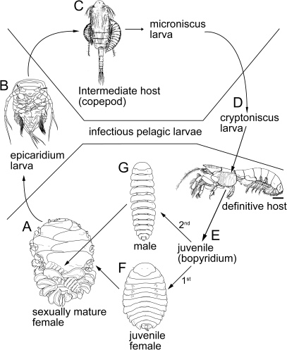 Epicaridean life cycle for the bopyrid isopod Orthione | Open-i