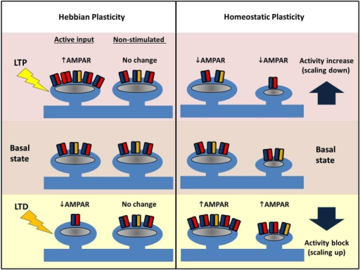 homesotatic plasticity Combinations of stroke neurorehabilitation to facilitate motor recovery: perspectives on hebbian plasticity and homeostatic metaplasticity. homesotatic plasticity Combinations of stroke neurorehabilitation to facilitate motor recovery: perspectives on hebbian plasticity and homeostatic metaplasticity.