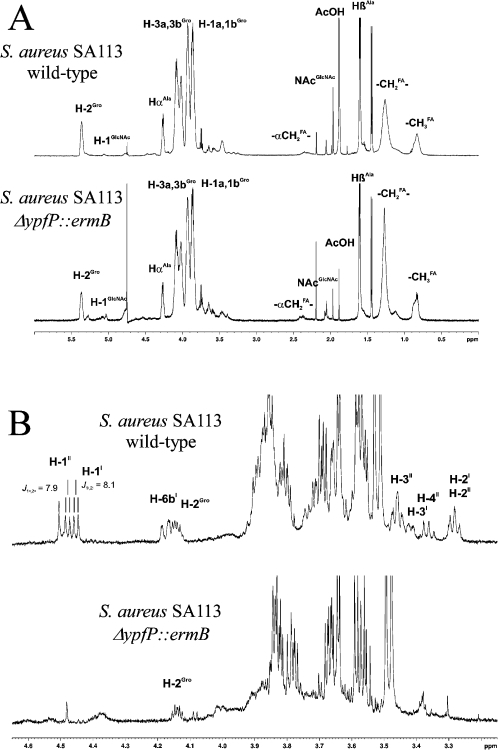 NMR analyses. A. 1H NMR spectra (600 MHz, D2O, 300 K) o | Open-i