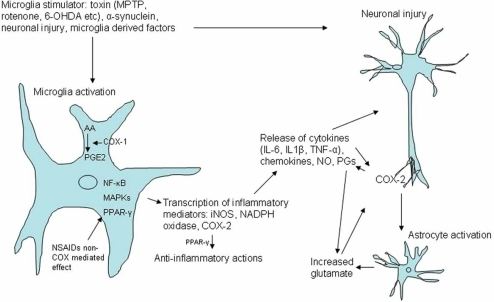 Microglia and COX involvement in neuronal injury. Vario | Open-i