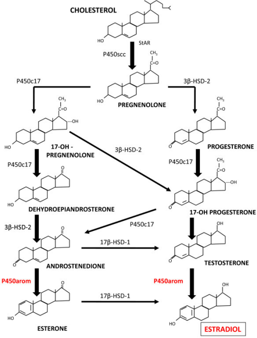 steroidogenic-pathway-leading-to-the-production-of-estr-open-i