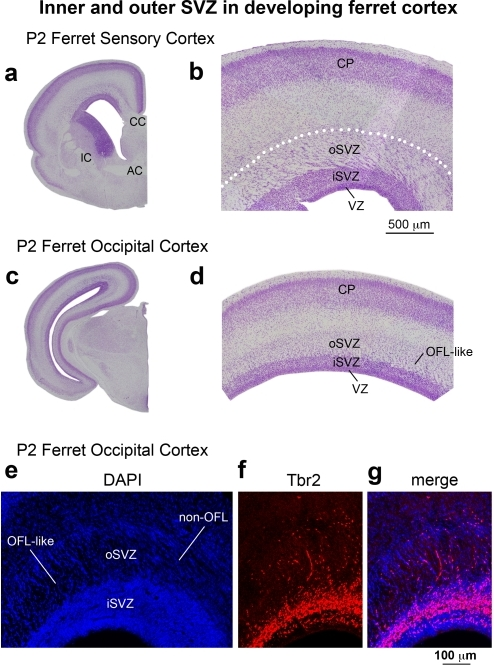 Inner and outer SVZ in the developing ferret cortex.(a, | Open-i