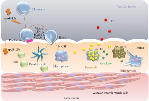 The roles of M1 and M2 macrophages. Ly6C high monocytes | Open-i