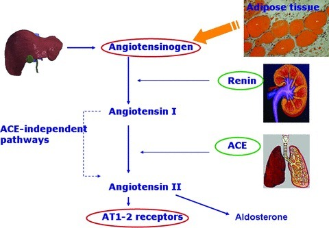 Schematic representation of the renin–angiotensin–a | Open-i