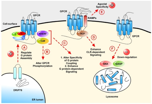 Schematic Representation Of The Roles Of Gpcr Interacti Open I 5201