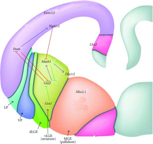 Schematic coronal section through the developing telenc | Open-i