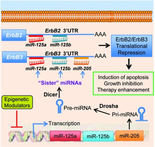 Figure 1. Schema of “sister” miRNAs working in syn | Open-i