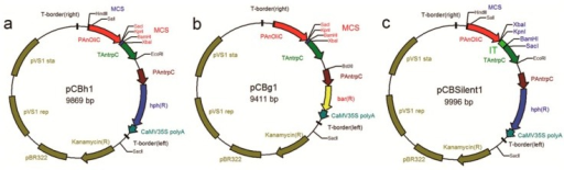 Schematic structures of the Agrobacterium vectors. (a) | Open-i