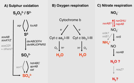 Predicted Sulfur, Oxygen, And Nitrogen Metabolism Of Be | Open-i