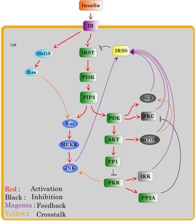 Essential signaling network of insulin signaling and it | Open-i