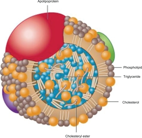 Apo B lipoprotein with neutral lipids contained in the | Open-i