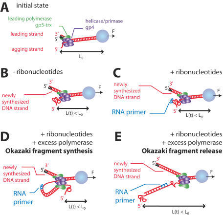 Schematic description of the T7 replication fork experi | Open-i