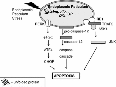 eif2 physiological vs pathological hypertrophy eif2 physiological vs pathological hypertrophy