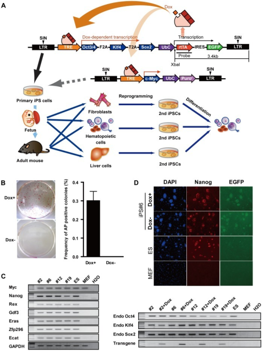 Construction of Dox inducible reprogramming system.(A) | Open-i