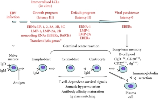 Model Of Establishment Of EBV Latency In B Cells. EBV I | Open-i