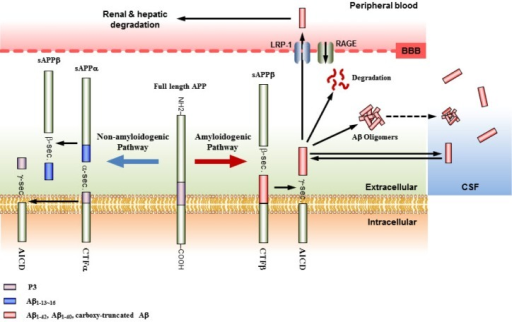 Sequential Process Of Amyloid Precursor Protein (APP) M | Open-i