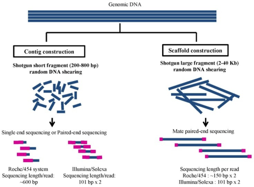 paired end sequencing