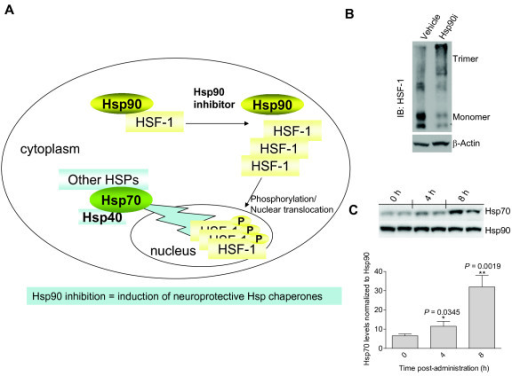 Heat Shock Proteins Are Induced Upon Hsp90 Inhibition. | Open-i