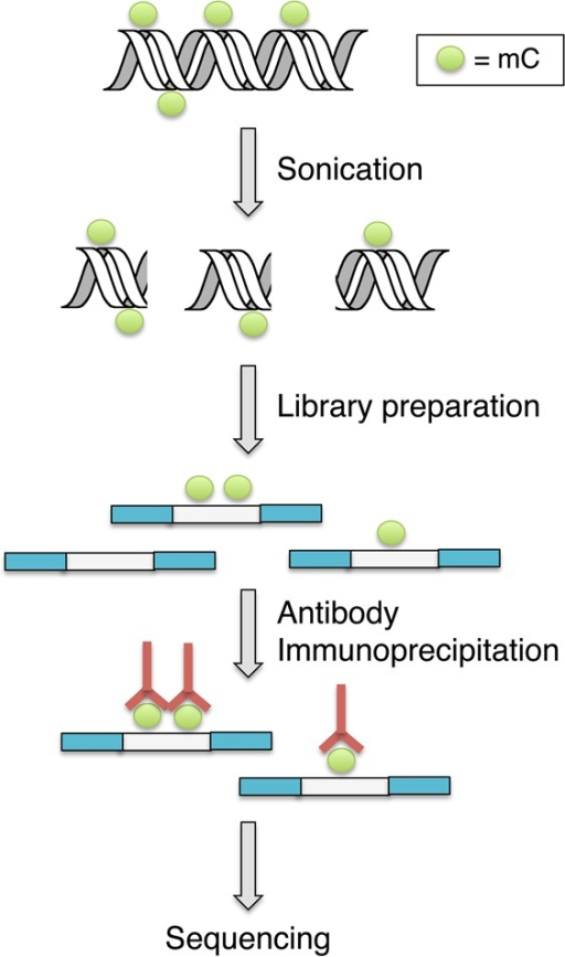 Schematic overviewof the MeDIP sequencing procedure. | Open-i