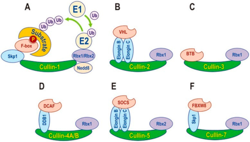 Schematic illustration of CRLs. (A) CRL-1, also known a | Open-i