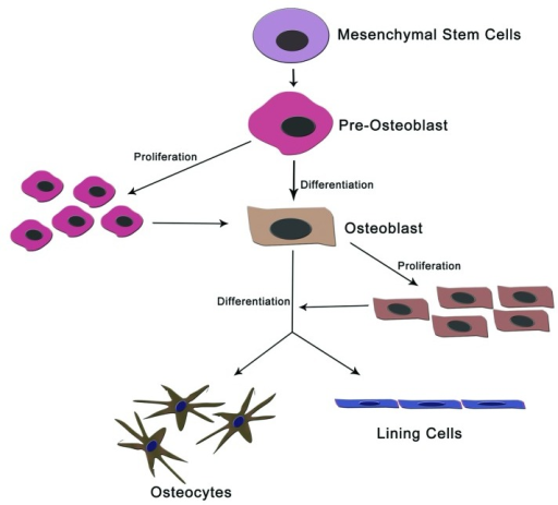 Figure 1. Different cells of bone maintenance and home | Open-i