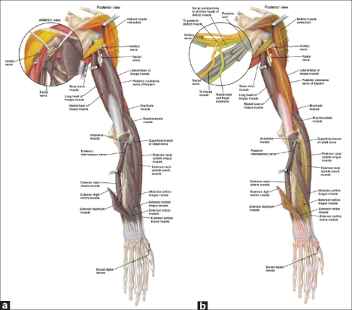 The axillary to radial nerve transfer strategy. (a) Giv | Open-i