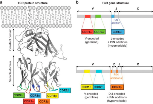 Tcr Protein And Gene Structure. (a) Structure Of The As 