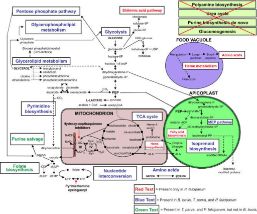 Comparison Of Major Metabolic Pathways In B. Bovis, T. | Open-i