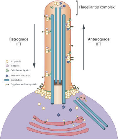 Diagram Showing The Main Features Of Intraflagellar Tra | Open-i