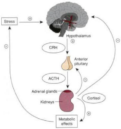 The Hypothalamic Pituitary Adrenal Axisthe Hpa Axis Is Open I 