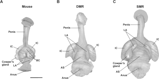 penis zu groß