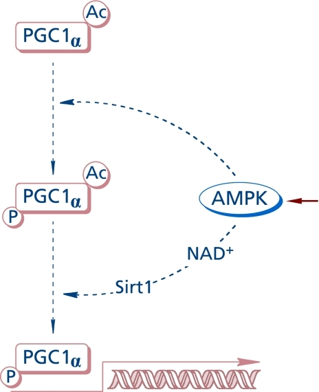 Ampk Dependent Transcriptional Pathway For Pgc 1a Activ Open I 7349