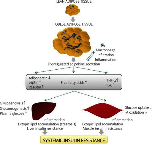 The expansion of adipose tissue leads to adipocyte hype | Open-i