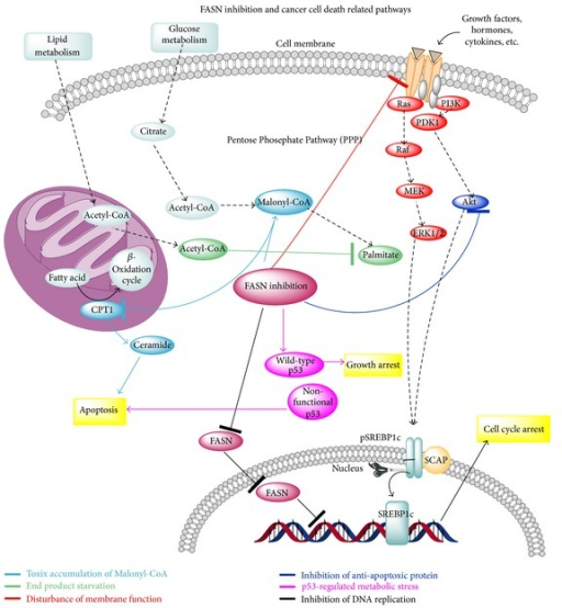 FASN inhibition and cancer cell death related pathways. | Open-i