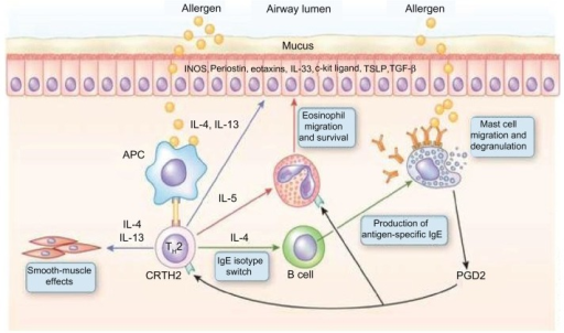 T helper-2 (Th-2) cells in asthma pathogenesis. Inhaled | Open-i