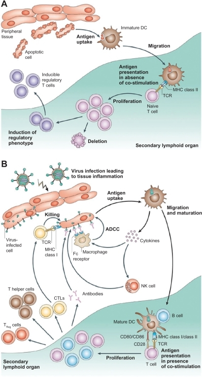 Different functions of immature and mature dendritic ce | Open-i